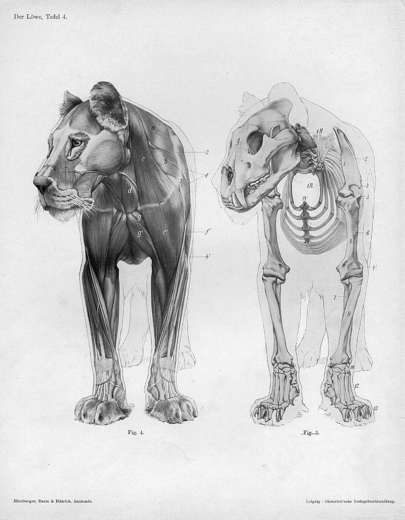 Illustration for article titled Lose Yourself In The Gorgeous Anatomical Drawings of Hermann Dittrich